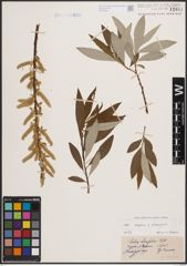 Foto von Salix caprea L. x Salix eleagnos Scop.